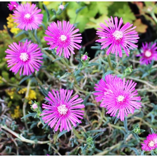 Kristályvirág DELOSPERMA CS10,5
