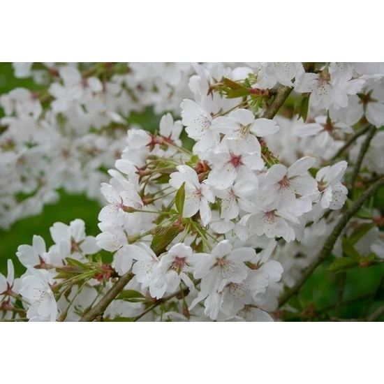Jedoi díszcseresznye   PRUNUS X YEDOENSIS MOERHEIMII 8/10 K35/45