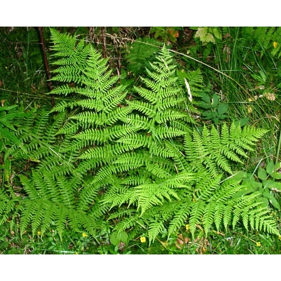 Japán hölgypáfrány NIPPONICUM METALICUM CS12  