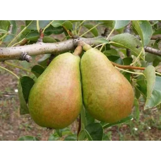 Guyot Gyula körte PYRUS COMMUNIS DR GUYOT GYULA K10-12