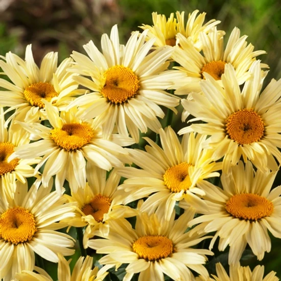 Óriás margaréta LEUCANTHEMUM x SUPERBUM GRUPPENSTOLZ CS14