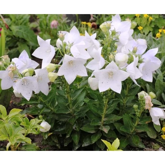 Léggömbvirág PLATYCODON GRANDIFLORUS ASTRA ROSE CS14