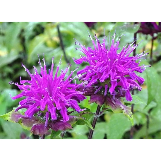 Méhbalzsam MONARDA DIDYMA BEE-FREE CS15