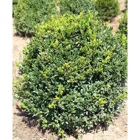 Örökzöld puszpáng BUXUS SEMPERVIRENS GÖMBRE NYÍRT 30/40*
