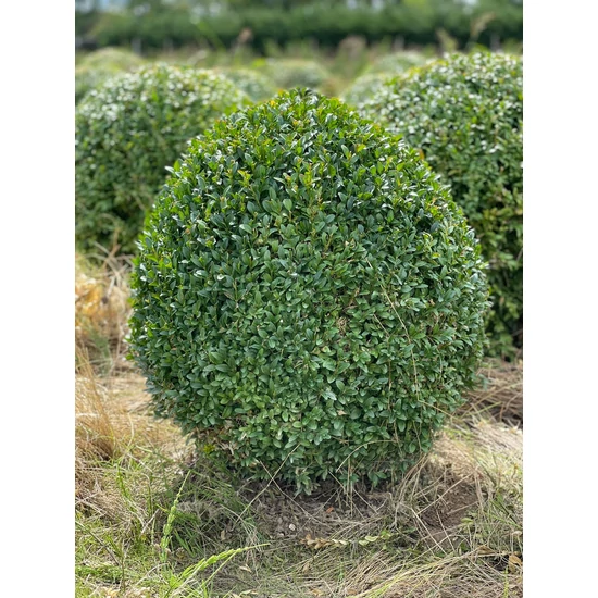 Örökzöld puszpáng BUXUS SEMPERVIRENS GÖMBRE NYÍRT 50/60*