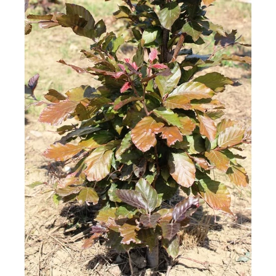 Vérbükk FAGUS SYLVATICA ATROPURPUREA 80/100*