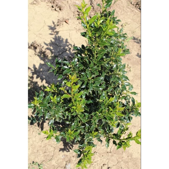 Közönséges magyal ILEX AQUIFOLIUM ALASKA 40/60*