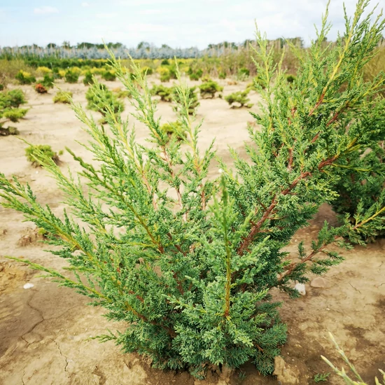 Kínai boróka JUNIPERUS CHINENSIS BLAAUW 60/80*