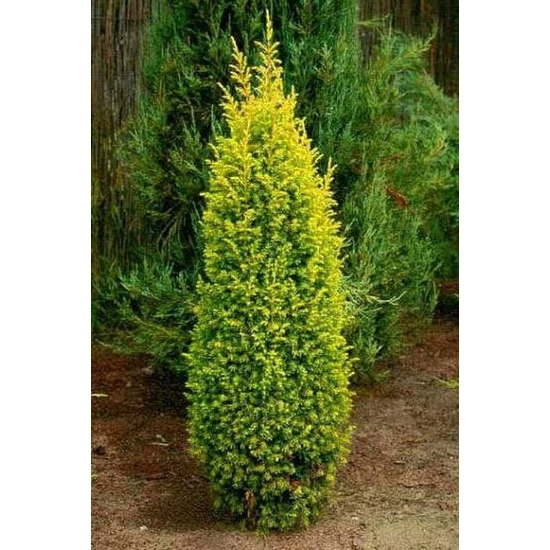 Közönséges boróka JUNIPERUS COMMUNIS GOLD CONE 80/100*