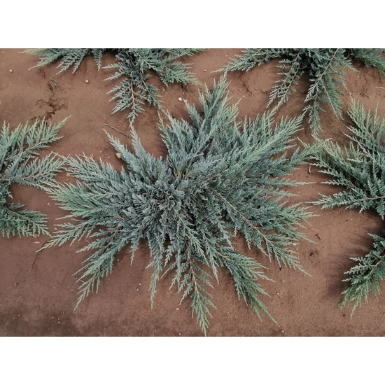 Kék kúszó boróka JUNIPERUS HORIZONTALIS BLUE CHIP 40/60*