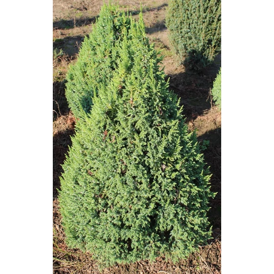 Törpe himalájai boróka JUNIPERUS PINGII LODERI KÚPRA NYÍRT 80/100*