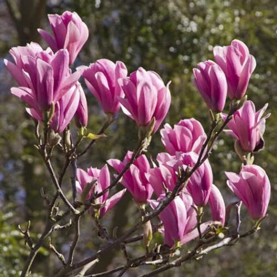 Liliomfa MAGNOLIA HEAVEN SCENT 100/125*