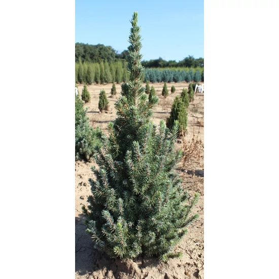 Kék cukorsüvegfenyő PICEA GLAUCA SANDER'S BLUE 40/60*