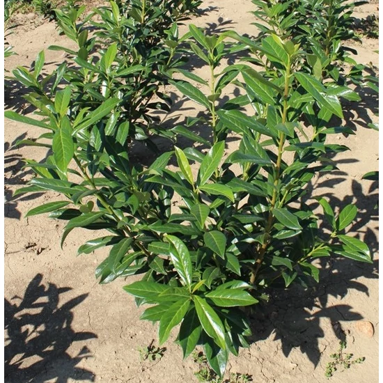 Kaukázusi babérmeggy PRUNUS LAUROCERASUS CAUCASICA 60/80*