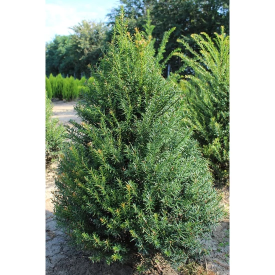 Közönséges tiszafa TAXUS BACCATA KÚPRA NYÍRT 125/150*