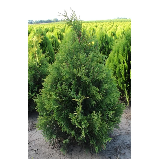 Nyugati tuja THUJA OCCIDENTALIS YELLOW RIBBON 150/175*