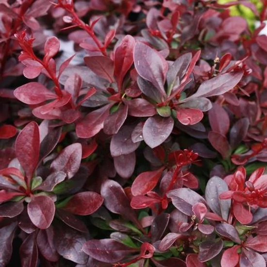 Japán vérborbolya   BERBERIS THUNBERGII ATROPURPUREA NANA K3