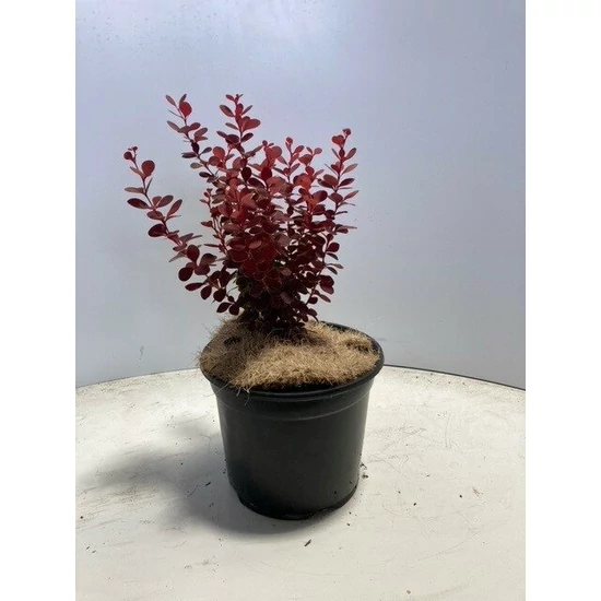 Vörös levelű oszlopos borbolya BERBERIS THUNBERGII ORANGE ROCKET K3
