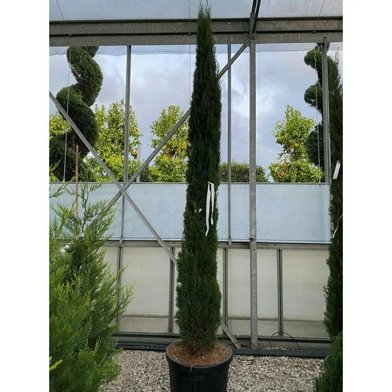 Európai ciprus   CUPRESSUS SEMPERVIRENS TOTEM 250/300 K35