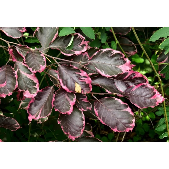 Tricolor vérbükk   FAGUS SYLVATICA TRICOLOR 80/100 K7,5