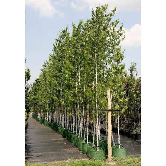 Közönséges nyír   BETULA PENDULA 200/250 K13