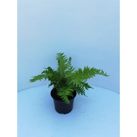 páfrány MATTEUCCIA ORIENTALIS CS11