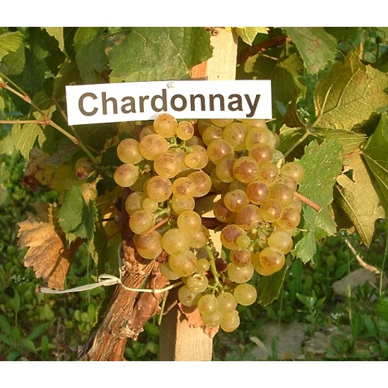 Chardonnay borszőlő VITIS VINIFERA CHARDONNAY (BOR, FEHÉR) SZGY
