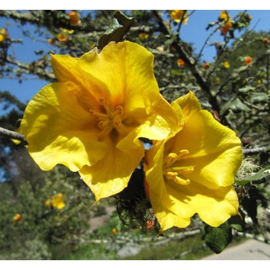 Fremontodendron    FREMONTODENDRON CALIFORNIA GLORY 50/60 K3