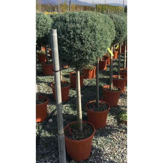 Oszlopos, kék arizoniai ciprus CUPRESSUS ARIZONICA FASTIGIATA T1/2 40/50 K20