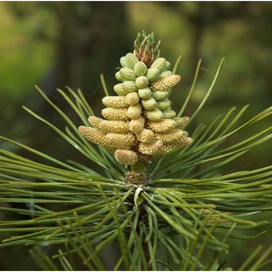 Osztrák feketefenyő   PINUS NIGRA AUSTRIACA T1/2 18/20 K55