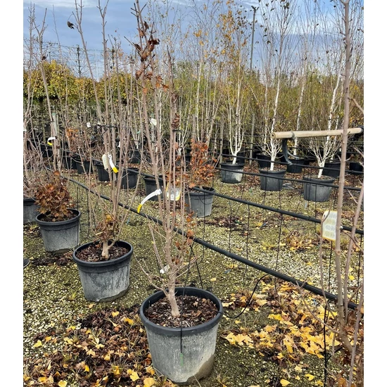 Vöröslevelű oszlopos juhar  ACER PLATANOIDES CRIMSON SENTRY 150/200 K55