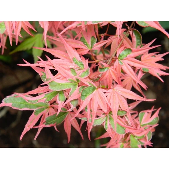 Tarka levelű japán juhar ACER PALMATUM ROSEO MARGINATUM T1/4 K9