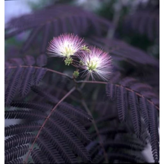 Csokoládé selyemakác   ALBIZIA JULIBRISSIN SUMMER CHOCOLATE 6/8 K25