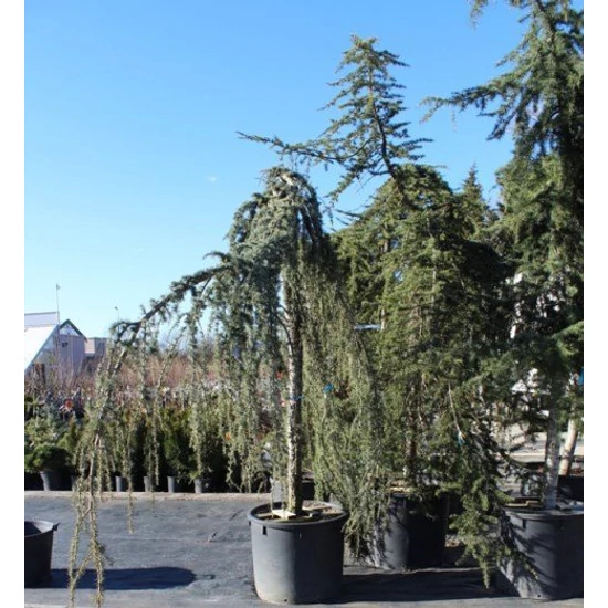 Kék csüngő atlasz cédrus CEDRUS ATLANTICA GLAUCA PENDULA 20/25 K200