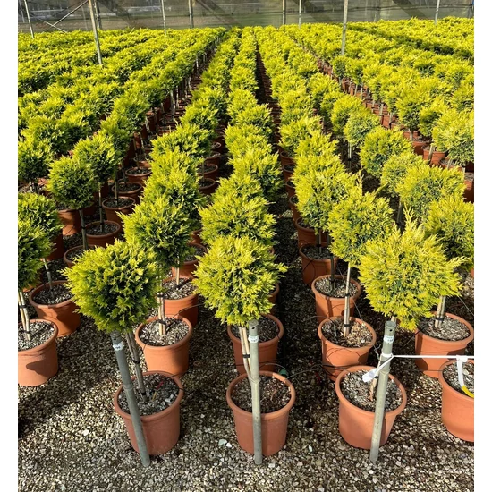 Arany lombú leyland ciprus CUPRESSOCYPARIS LEYLANDII GOLD RIDER T1/4 K9