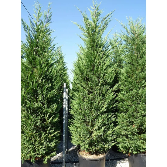 Leyland ciprus   CUPRESSOCYPARIS LEYLANDII PYRAMIDALIS 3 GÖMB K9