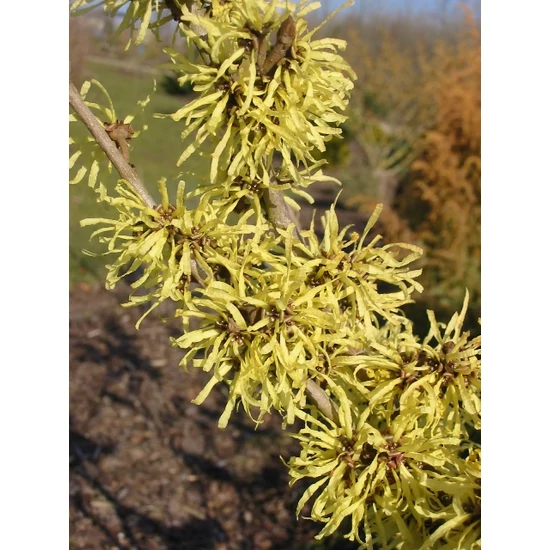 Varázsmogyoró    HAMAMELIS FAJTÁK 60/80 K5