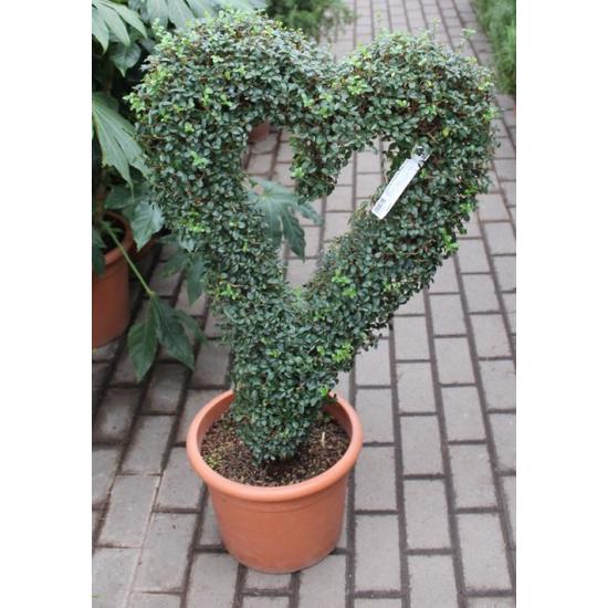 Aprólevelű fagyal   LIGUSTRUM JONANDRUM FORME SZÍV K12