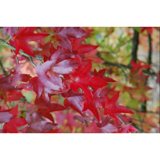 Amerikai ámbrafa   LIQUIDAMBAR STYRACIFLUA T200 6/8 K18