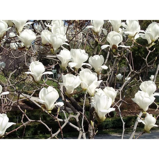 Hófehér liliomfa   MAGNOLIA DENUDATA YULAN 125/150 K30