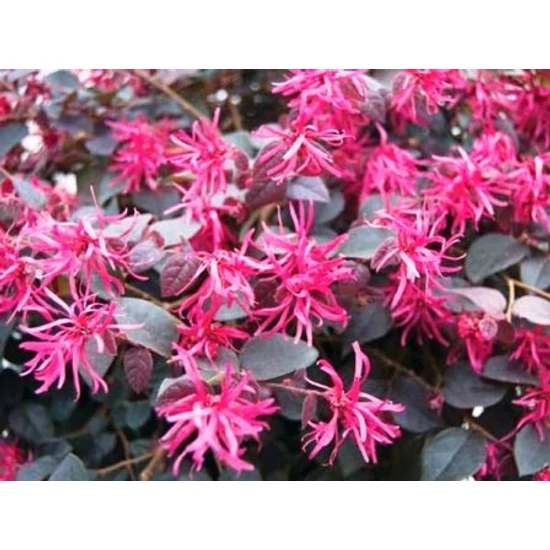 Kínai rojtosvirág   LOROPETALUM CHINENSE RUBRUM FIRE DANCE T60 K15