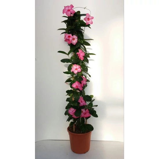 Tölcsérjázmin   MANDEVILLEA ALICE DUPONT PIRAMIS 110CM K9