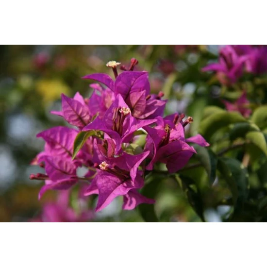 Murvafürt SANDERIANA  BOUGAINVILLEA GLABRA SANDERIANA MINI TÖRZS K1,5