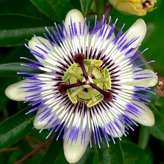Golgotavirág PASSIFLORA PIRAMIS 70CM K5