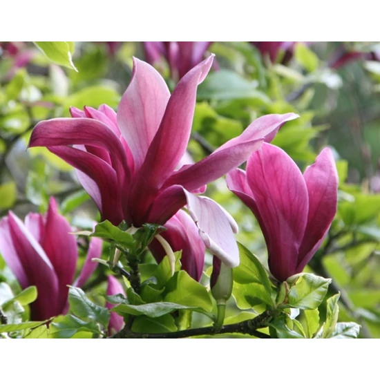 Bíborvörös liliomfa MAGNOLIA LILIFLORA NIGRA 60/80*