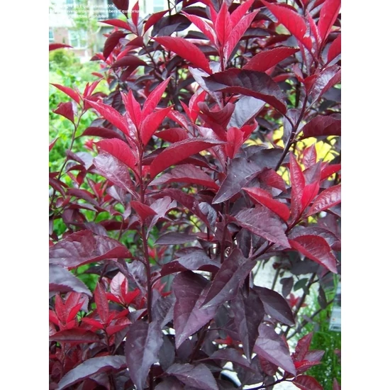 Törpe vérszilva   PRUNUS CISTENA T80-120 K10
