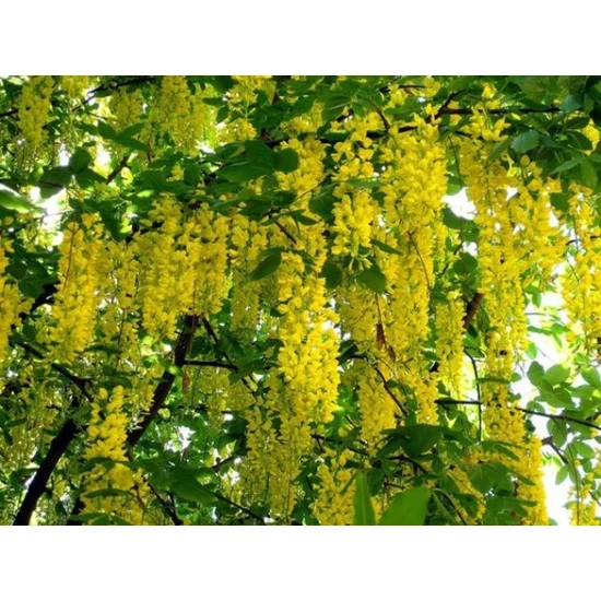 Csüngő aranyeső   LABURNUM ALPINUM PENDULUM T120 K25