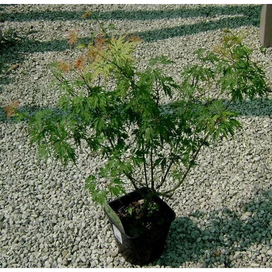 Japán juhar ACER PALMATUM FAJTÁK 40/50 K3