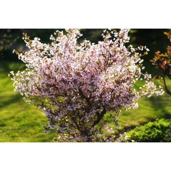 Fuji díszcseresznye   PRUNUS INCISA KOJOU-NO-MAI 45/50CM K3