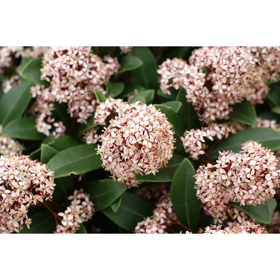 Japán dérbabér   SKIMMIA JAPONICA RUBELLA 35/40 CS13